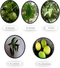 Image result for Momordica charantia