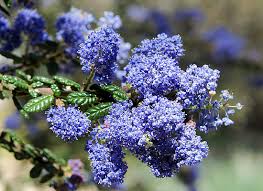 Image result for Ceanothus