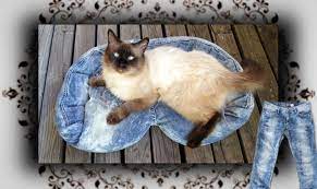 diy jeans sofa fur katzen hunde cat couch