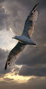 You Have The Freedom To Be Yourself Your True Self Here And Now And Nothing Can Stand In Your Way Jonathan Livingsto Avec Images Oiseaux De Mer Oiseau En Vol Oiseaux