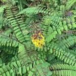 Image result for Caesalpinia decapetala