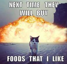 Change the text with your own words and try hundreds of selections in our font collection. Shopping For Evil Say They Were Out Is Not Tolerated Funny Animals Funny Cat Memes Cat Memes Clean