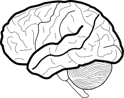 Download Svg Brain Human Body Anatomy Free Svg Image Icon Svg Silh