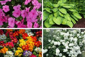 Pair it with some colorful ferns and sit back and imagine a time when those large reptiles roamed the earth. The 10 Best Plants That Grow In Shade