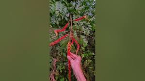 Image result for Moullava