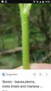 Like most plants that thrive in a wide variety of areas, the prickly pear is tolerant of varied soils, temperatures other parts of the cactus also are useful. Which Plant Makes Its Food In The Stem Quora
