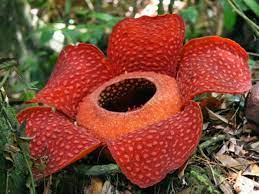 It has a strong and unpleasant odor of decaying flesh. Rafflesia Arnoldii Corpse Flower World Of Flowering Plants Corpse Flower Unique Flowers Unusual Flowers