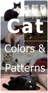 Cat Coat Colors And Patterns Cat Articles