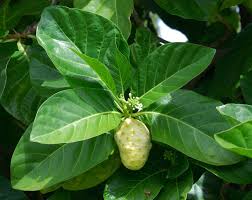 Image result for Morinda