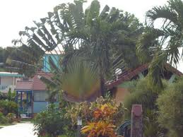 Arbre A Voyageur Au Bord De La Piscine Photo De Hotel Bambou Trois Ilets Tripadvisor
