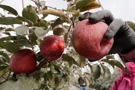 See reviews, photos, directions, phone numbers and more for apple picking locations in milton, ny. Cosmic Crisp Apple Hudson Valley Farmers Try It Out