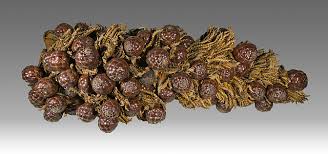 Image result for Raphia ruwenzorica