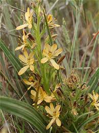 Image result for Wachendorfia