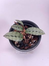 Image result for Oeceoclades