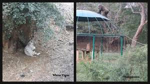Vandalur Zoo Chennai Reviews Arignar Anna Zoological Park