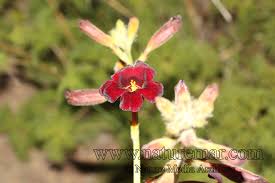 Image result for Bignoniaceae