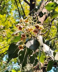 Image result for Bocconia arborea