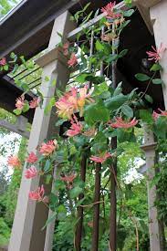 Sie eignen sich sowohl für den garten als auch für balkon und terrasse. 12 Der Schonsten Kletterpflanzen Fur Den Garten