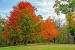 Small Shade Trees