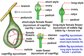 The flower consists of many different parts. Inflorescence Terminology Part 2