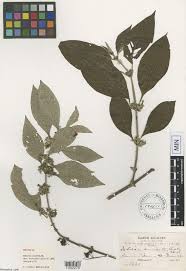 Image result for Sabicea