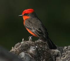 Common Birds Of Southern Arizona Vermillion Fly Catchers Are Common In Riparian Ares Of Southern Arizona