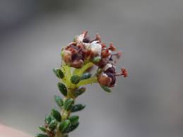 Image result for Erica evansii