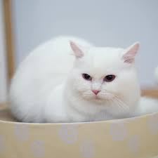 Pet Mate Grooming อาบน้ำแมวเชียงราย