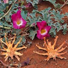 Image result for Harpagophytum zeyheri