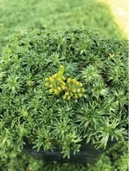 Image result for Pimpinella trifurcata