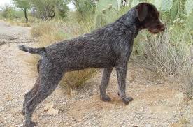 The neck is long, and the body is strong, sleek and graceful. German Wirehaired Pointer Information And Pictures Petguide