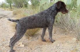 What you sometimes lose in a pointerdor is the coveted temperament of the labrador retriever always willing to cooperate. German Wirehaired Pointer Information And Pictures Petguide
