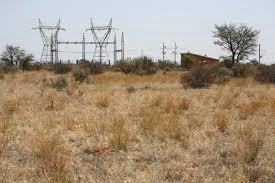 Image result for Trichoneura schlechteri