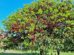 Image result for Schotia brachypetala