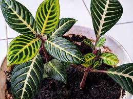 Image result for Sanchezia speciosa