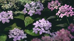 Although one meaning of the hydrangea in the victorian language of flowers was that of coldness and heartlessness, the flower could also say thank you for. Flower Language In Wonder Egg Priority Episode 11 Atelier Emily