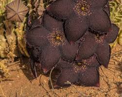 Image result for Tridentea