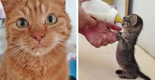 Maybe you would like to learn more about one of these? 12 Fakta Unik Tentang Kucing Cat Lovers Harus Tahu