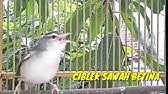 Vidio suara cici padi betina. Like Subscribe Yah Ciblek Sawah Ciblek Padi Betina Ngerekek Jinak Total Youtube