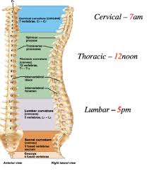 The 3d joint position is predicted by a fully connected network with predicted bones. A P Chapter 7 The Skeleton Part B Flashcards Quizlet