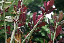 Image result for Synadenium grantii