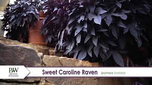 Maybe you would like to learn more about one of these? Sweet Caroline Raven Ipomoea A P Allen Smith Favorite Youtube