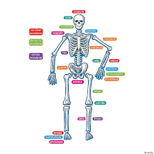 Bone structure of leg, above and below 12 photos of the bone structure of leg, above and below , bone Magnetic Human Skeleton Oriental Trading