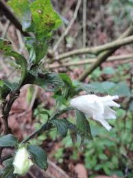 Image result for Acanthopale pubescens