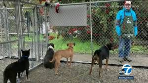 Our mission is to place unwanted, abandoned and abused cats while also spaying and neutering to … reed ebarb needs your support for open a no kill cat about this fundraiser: Debate Rages On Over No Kill Policy At Long Beach Animal Shelter Abc7 Los Angeles