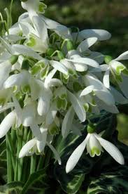Siamo abituate a pensare al gelsomino come una pianta primaverile con i suoi tipici fiori bianchi e l'inconfondibile profumo. Giardini