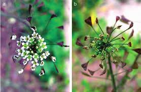 Image result for Capsella