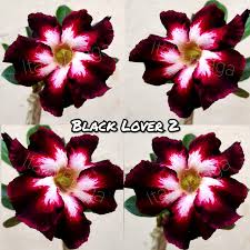 Fastest manga site, unique reading type: 01 Rosa Do Deserto Black Lover 2 Italo Braga Rosas Do Deserto