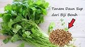 Isi dengan air secukupnya untuk merendam 3 cm ujung akar. 7 Tips Cara Tanam Pokok Daun Sup Guna Anak Pokok Elak Busuk Youtube