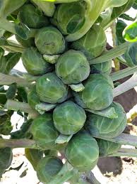 Check spelling or type a new query. Cold Hardy Vegetables Let You Get A Head Start On Spring